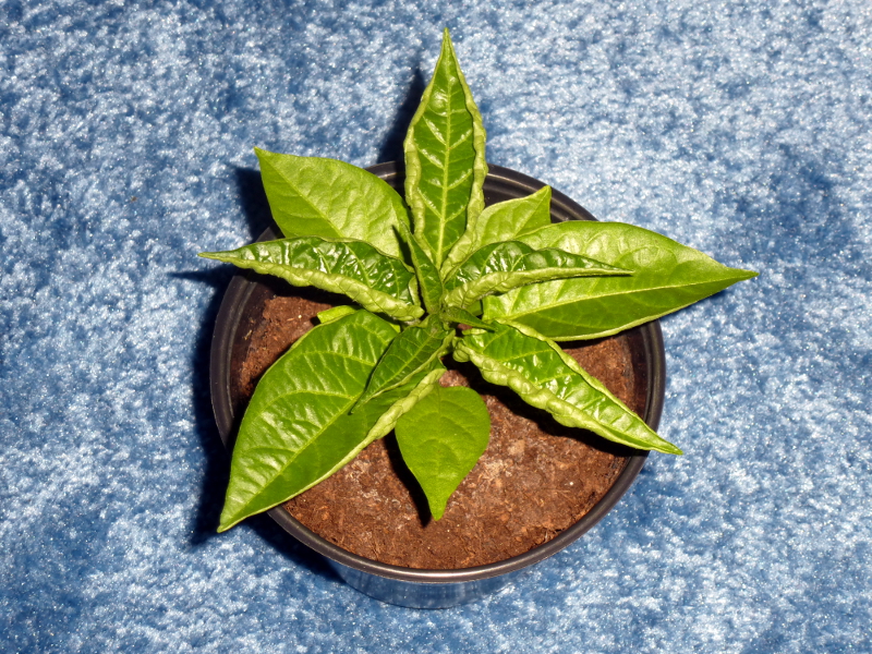 Limon2_20130403