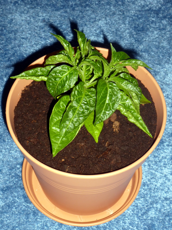 Limon2_20130417