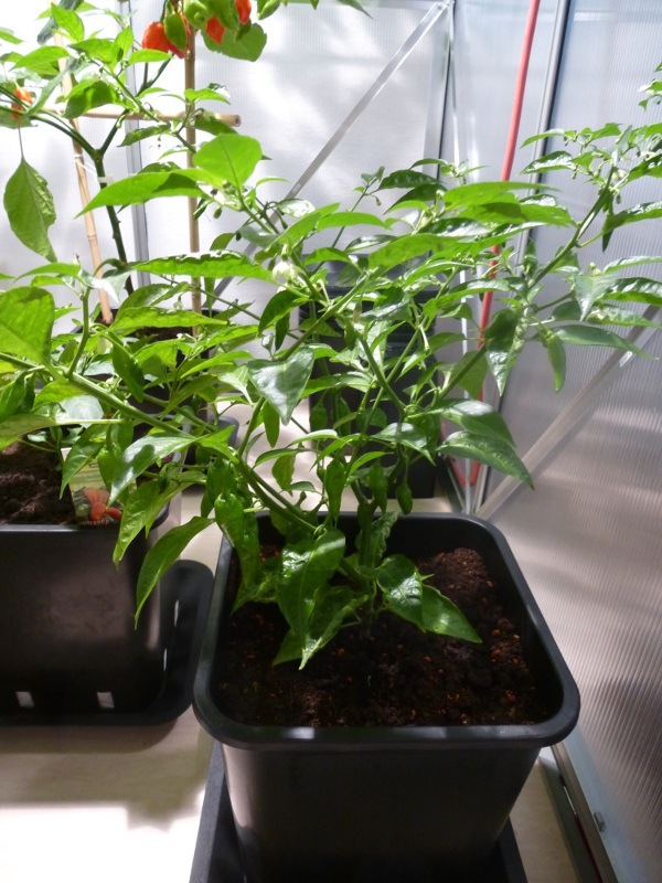 Limon2_20130615