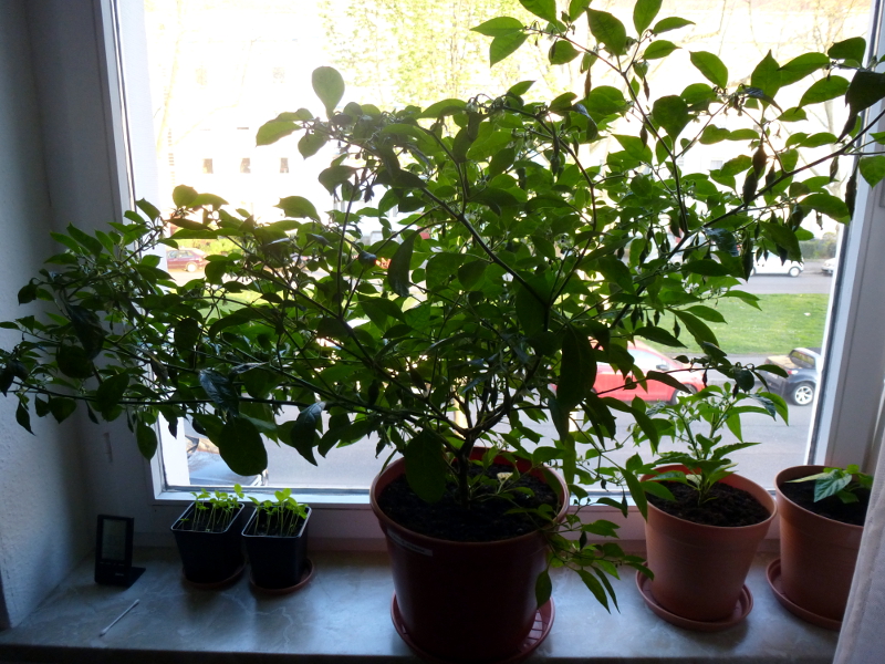 Limon_20130424