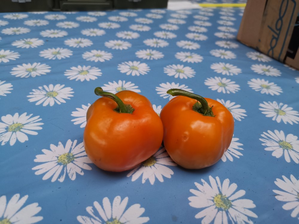 Manzano Grande Amarillo (1)