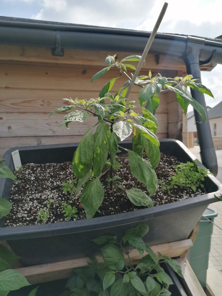 Manzano Michocan.jpg