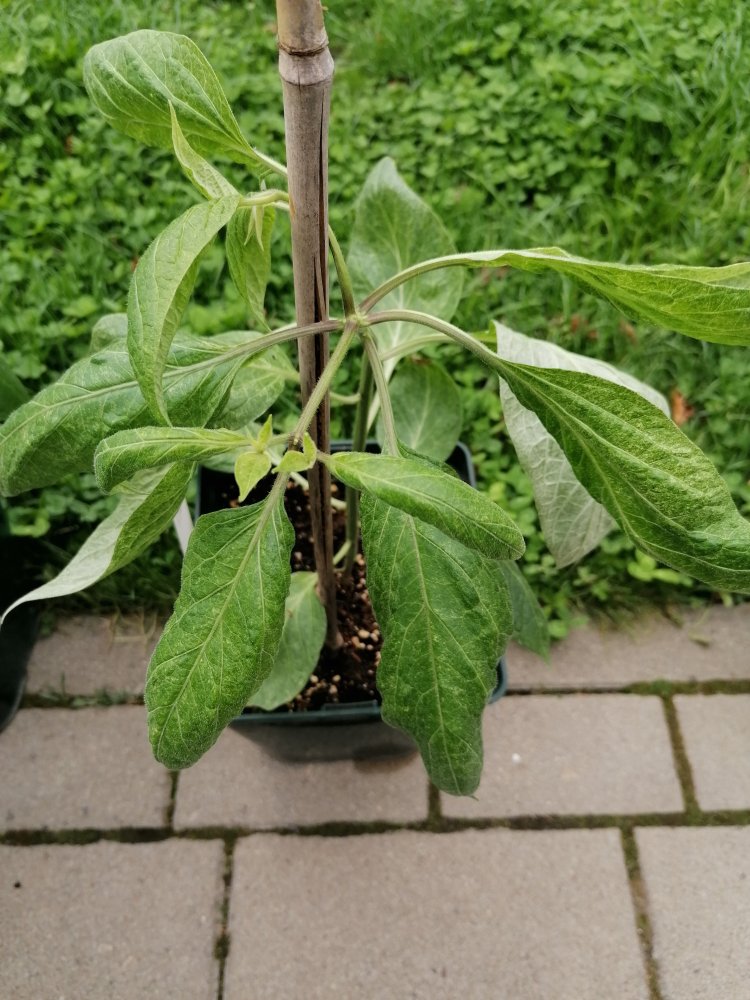 Manzano Michocan panaschiert