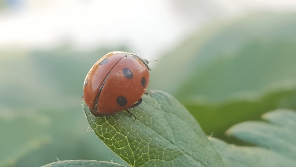 Marienkäfer 2019-07-05 2