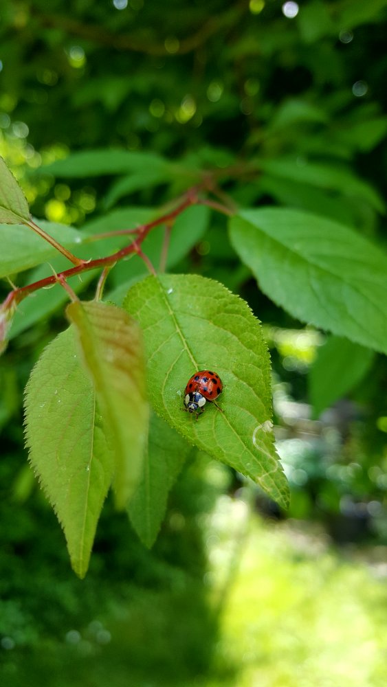 Marienkäfer