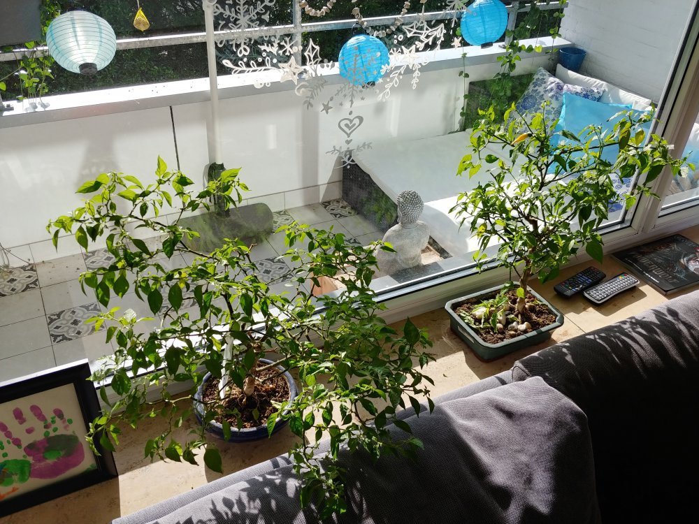 Meine Bonchi: Golden Limon F5 und Lemon Drop