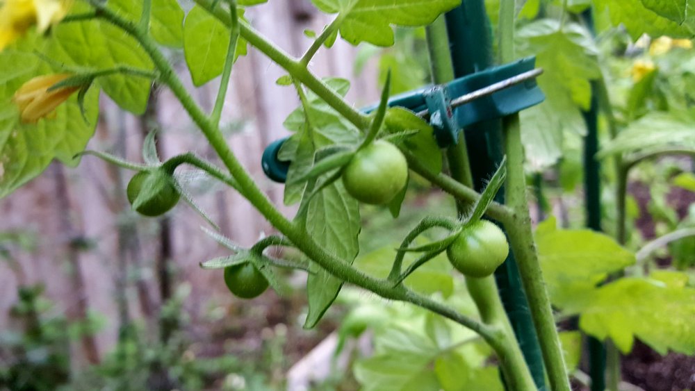 Mexikanische Honigtomate