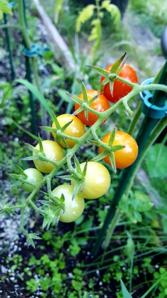 Mexikanische Honigtomate