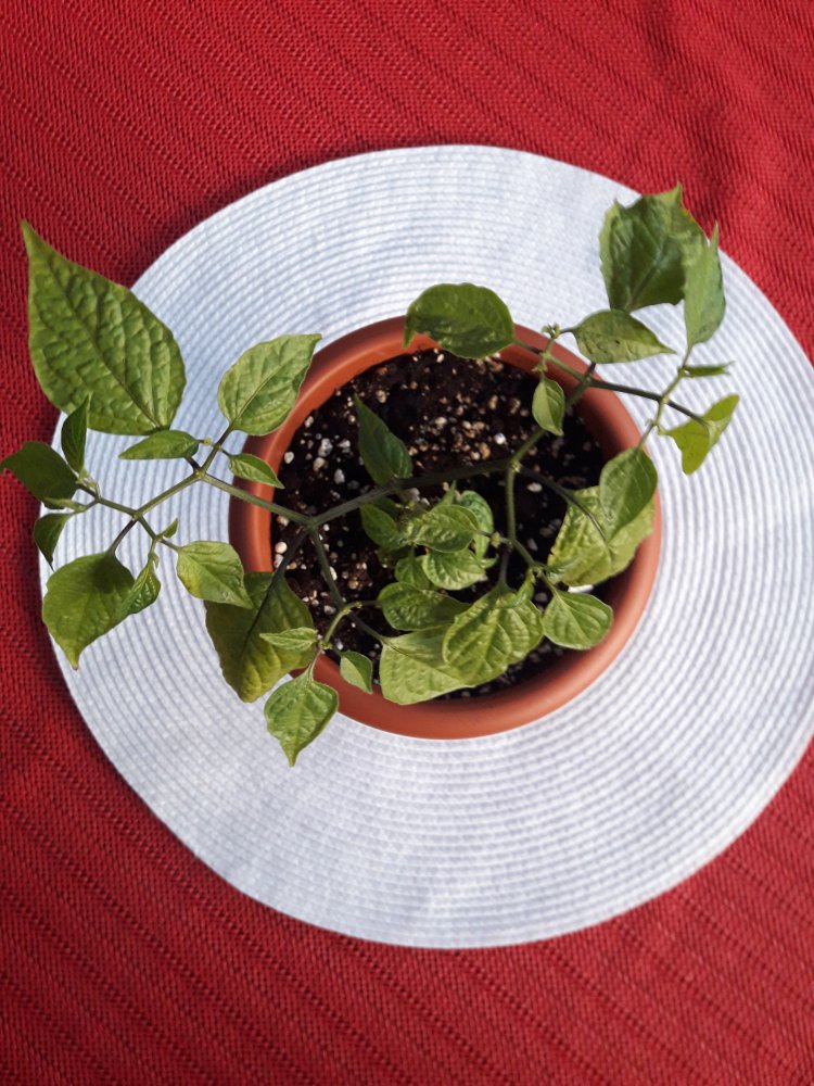 Mini Rocoto April (1)