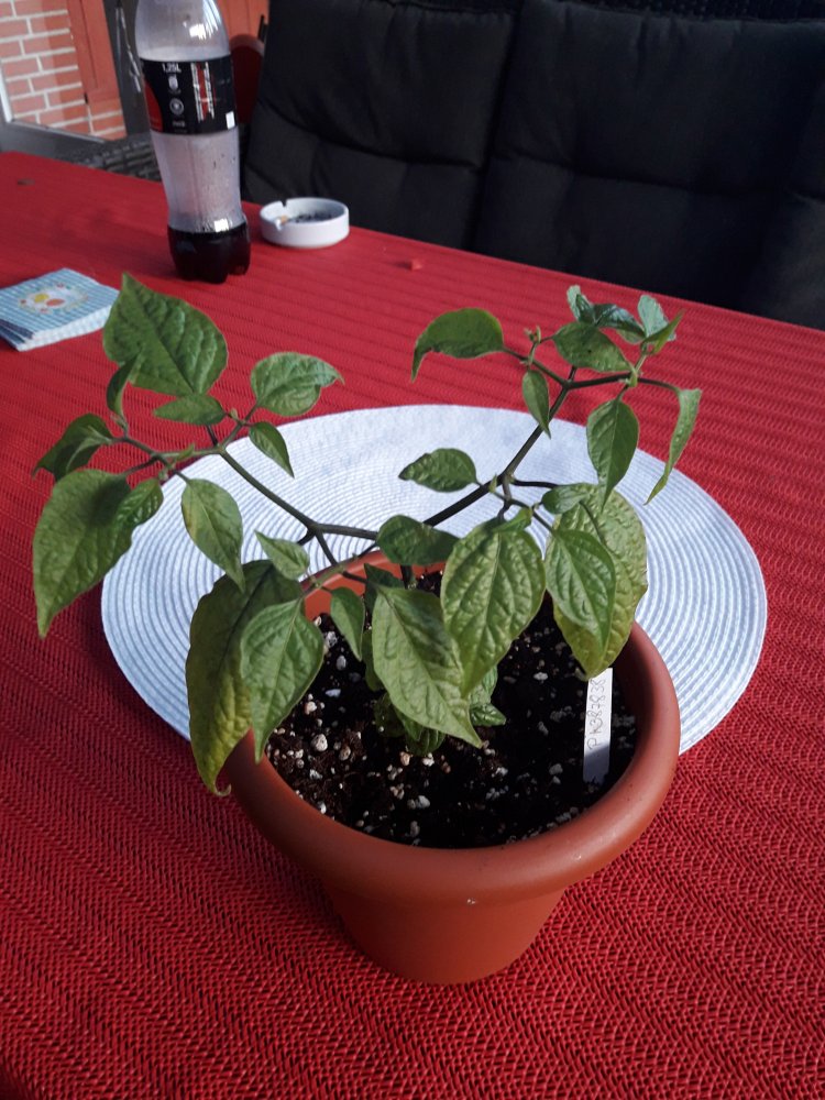 Mini Rocoto April (2)