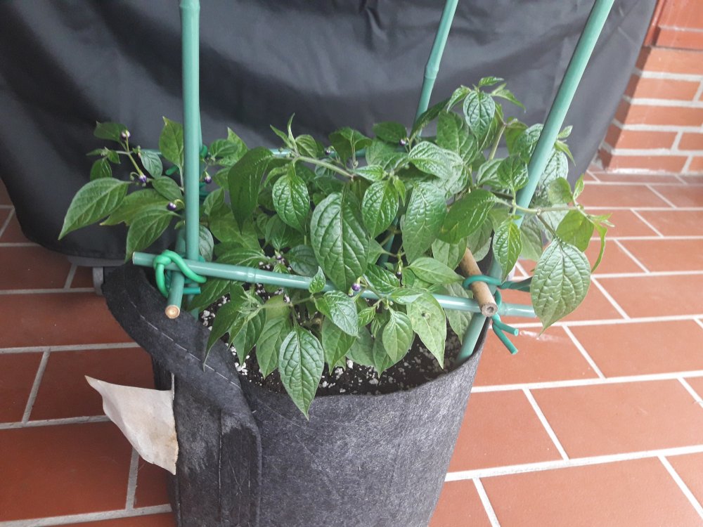 Mini Rocoto Mai (1)
