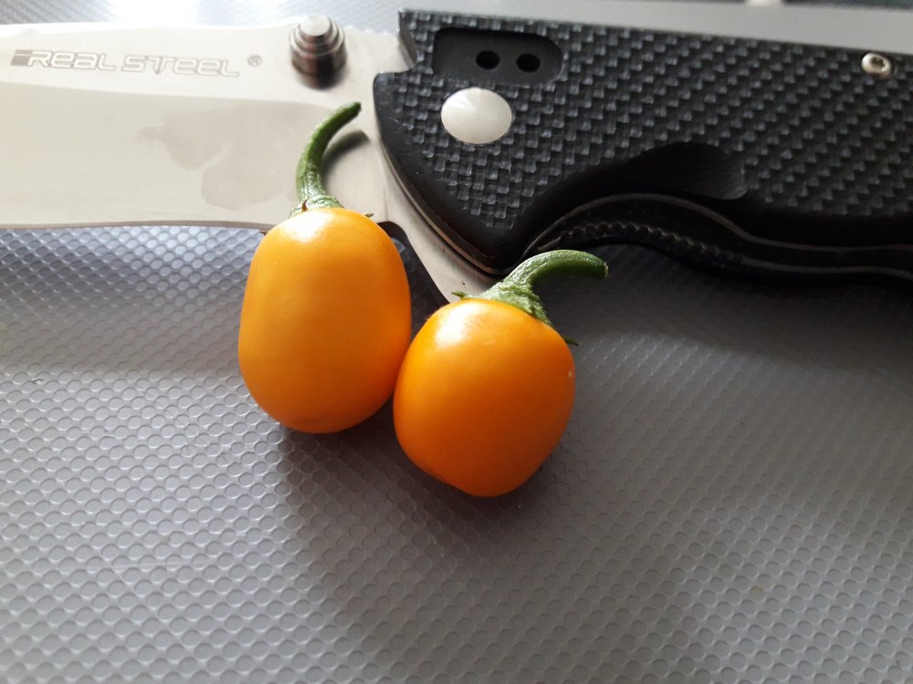 Mini Rocoto PI 387838 (1)