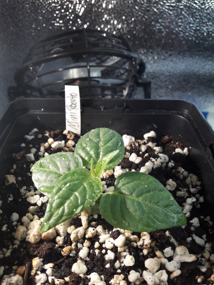 Mini Rocoto PI 387838