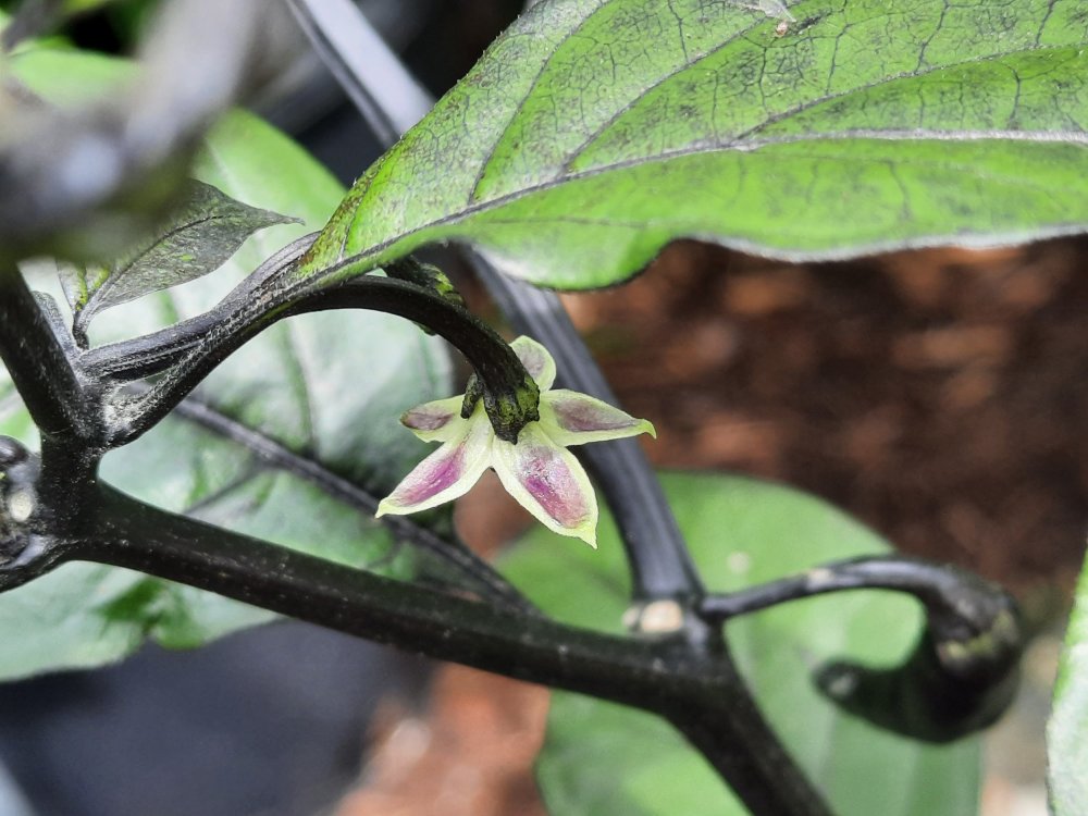 Mocho Blacki 090722a.jpg