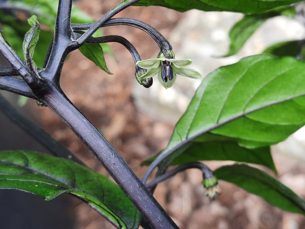 Mocho Blacki 090722b.jpg