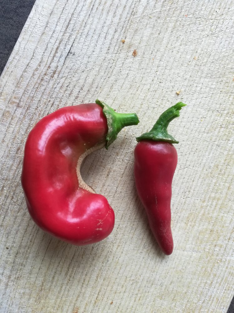 Morita_Beere 3_MHW_Beere 4_20200715_171531.jpg_20200715_171531.jpg