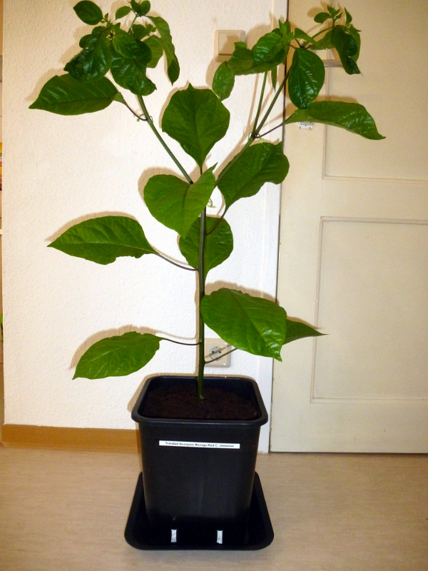 Moruga_20130410