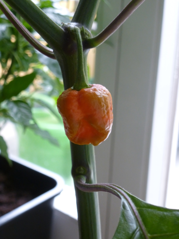 Moruga_Beere_20130523