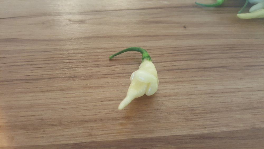 Murupi Amarela 2019-09-13