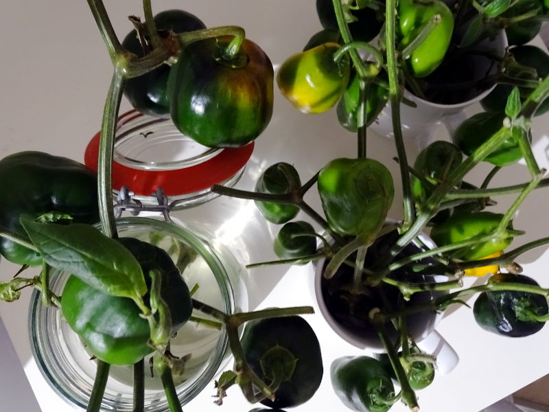 Nachreifende Rocotos