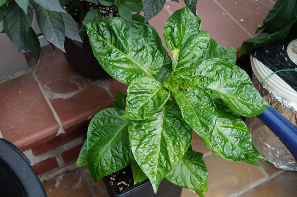 Nachzügler Unbekannt