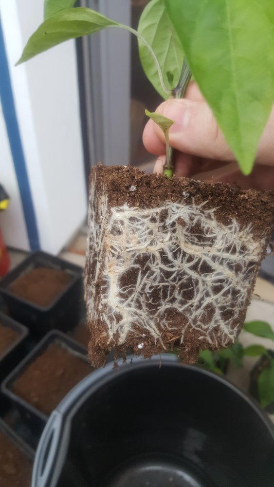 Nochmal Umtopfen 2019-03-23