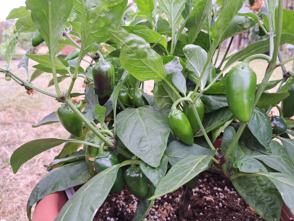 NuMex Lemon Spice 140723 03.jpg