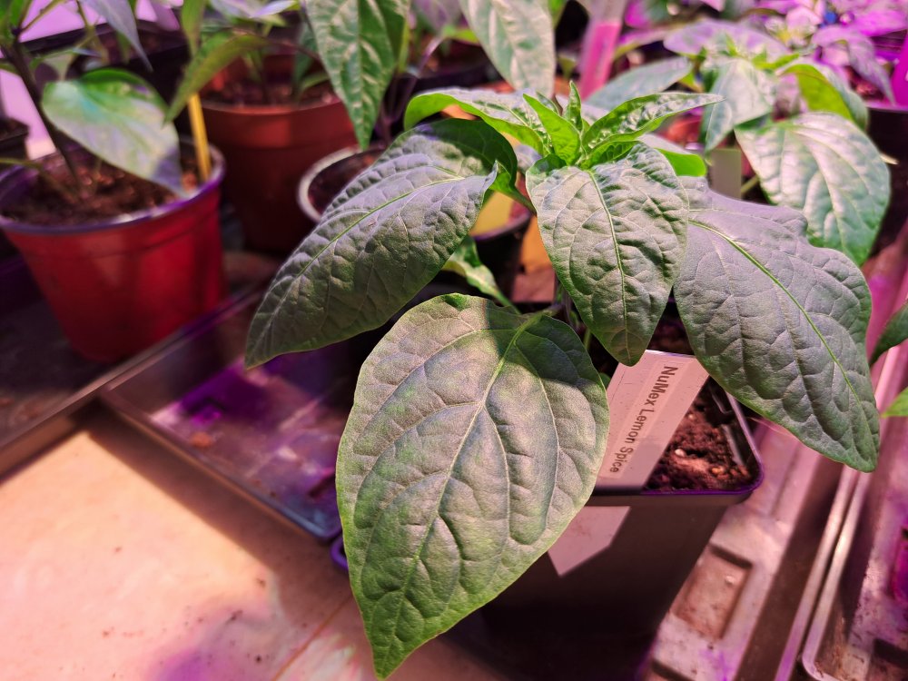 NuMex Lemon Spice.jpg