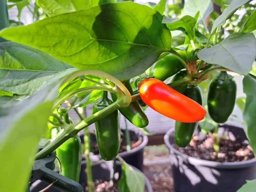 NuMex Orange Spice 060726.webp