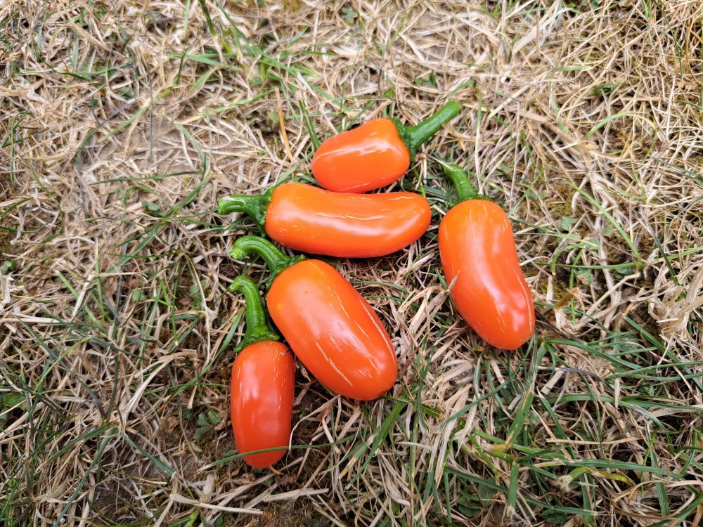 NuMex Orange Spice 200723.jpg