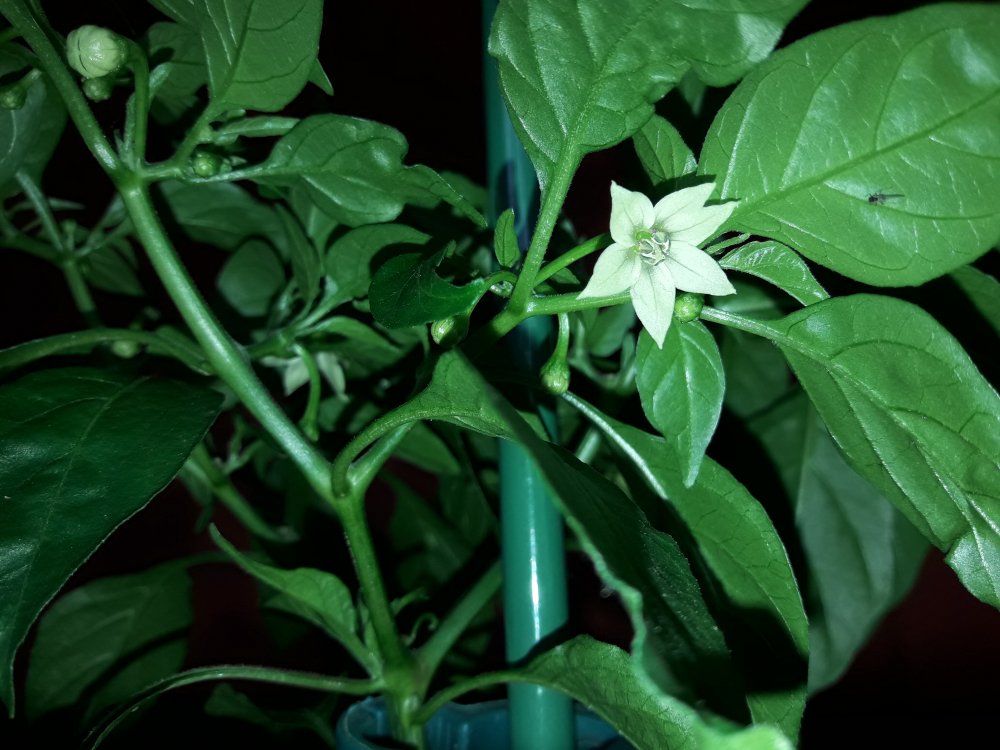 NuMex Trick&Treat Blüte