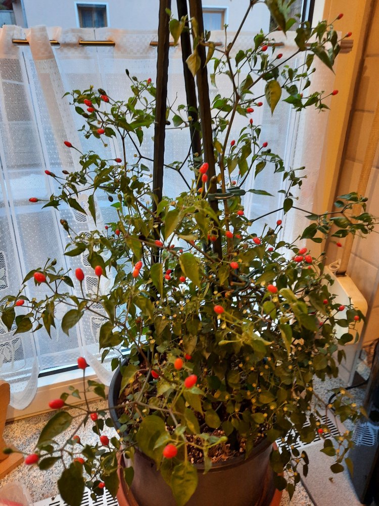 O´odham Chiltepin 01