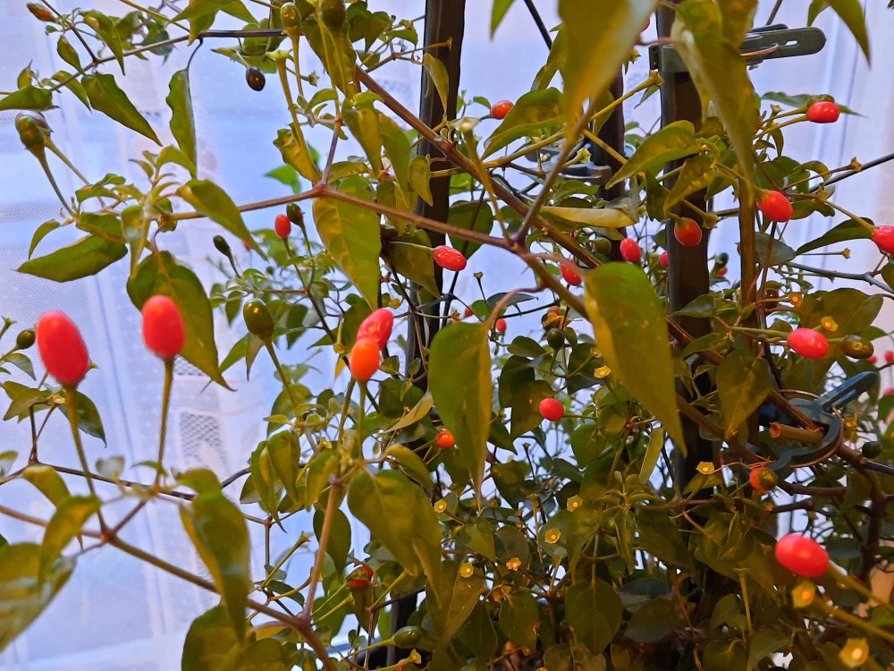 O´odham Chiltepin 02