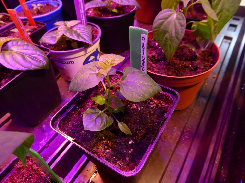 O´odham Chiltepin.JPG