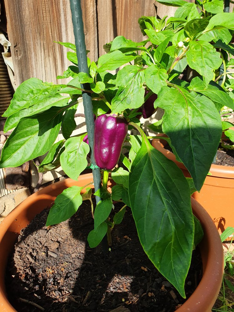 Oda Pepper