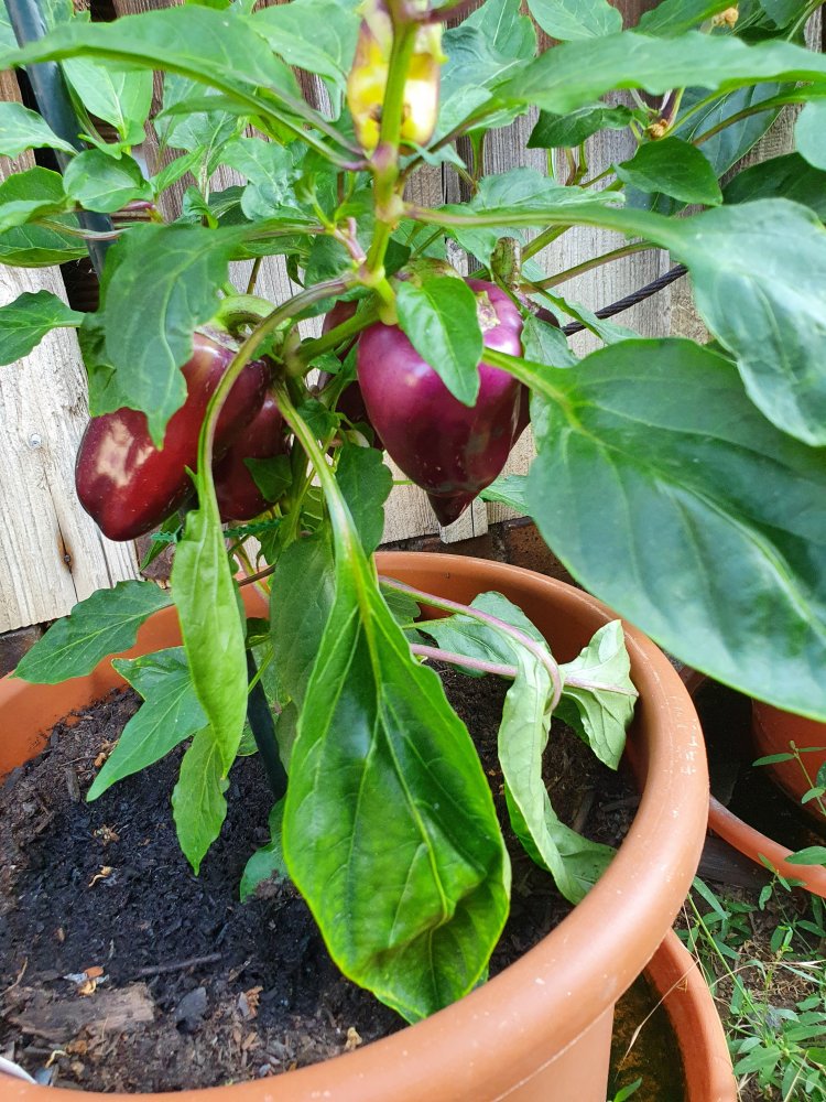 Oda Pepper