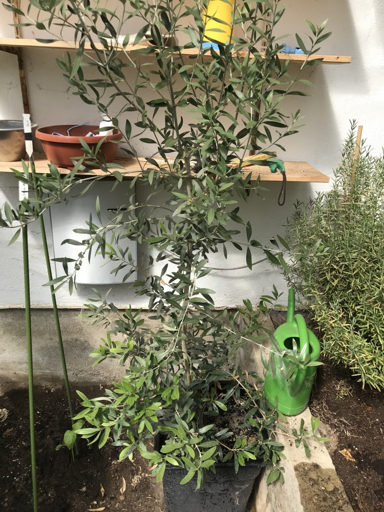 Olivenbaum Taggiasca-Olive aus Ligurien