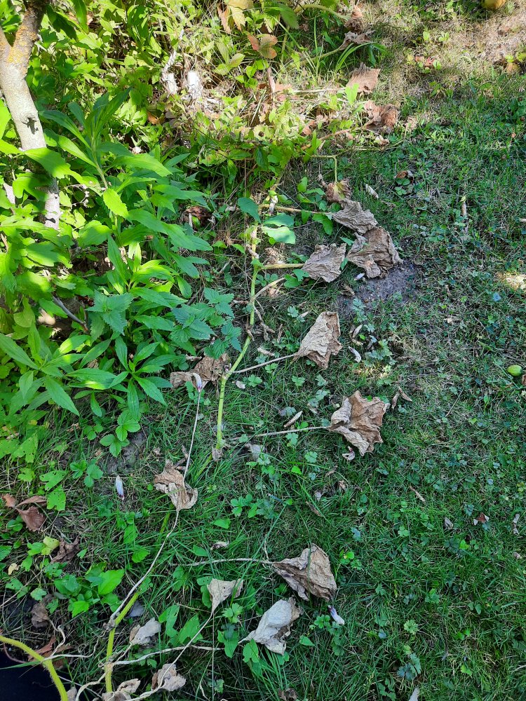 Opfer 1 Kürbispflanze.jpg