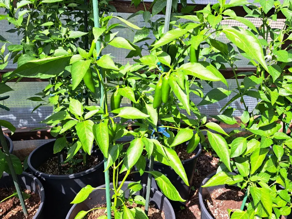 Orange Spice 290626 01.webp