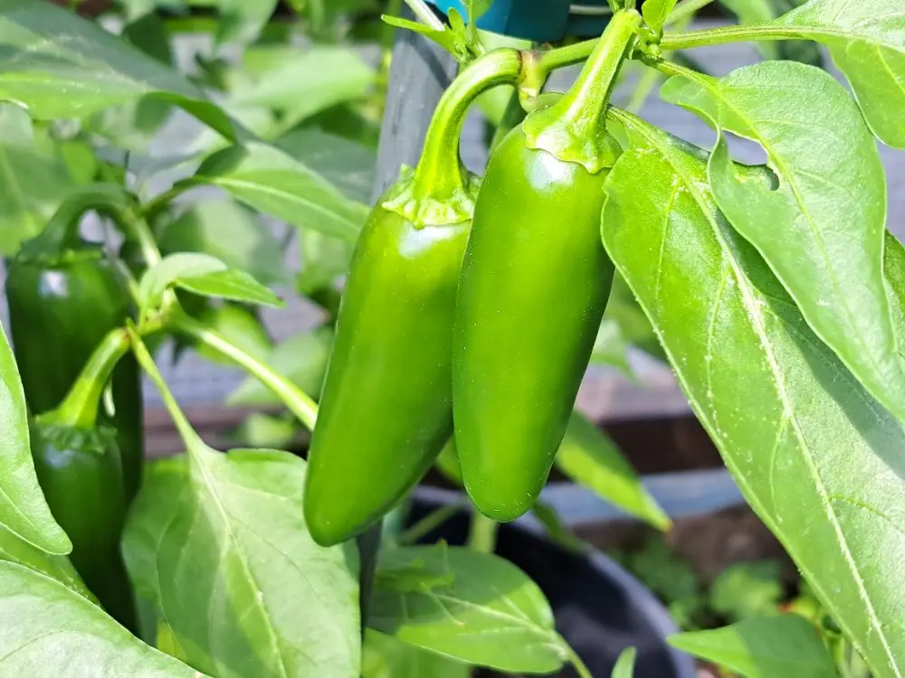 Orange Spice 290626 02.webp