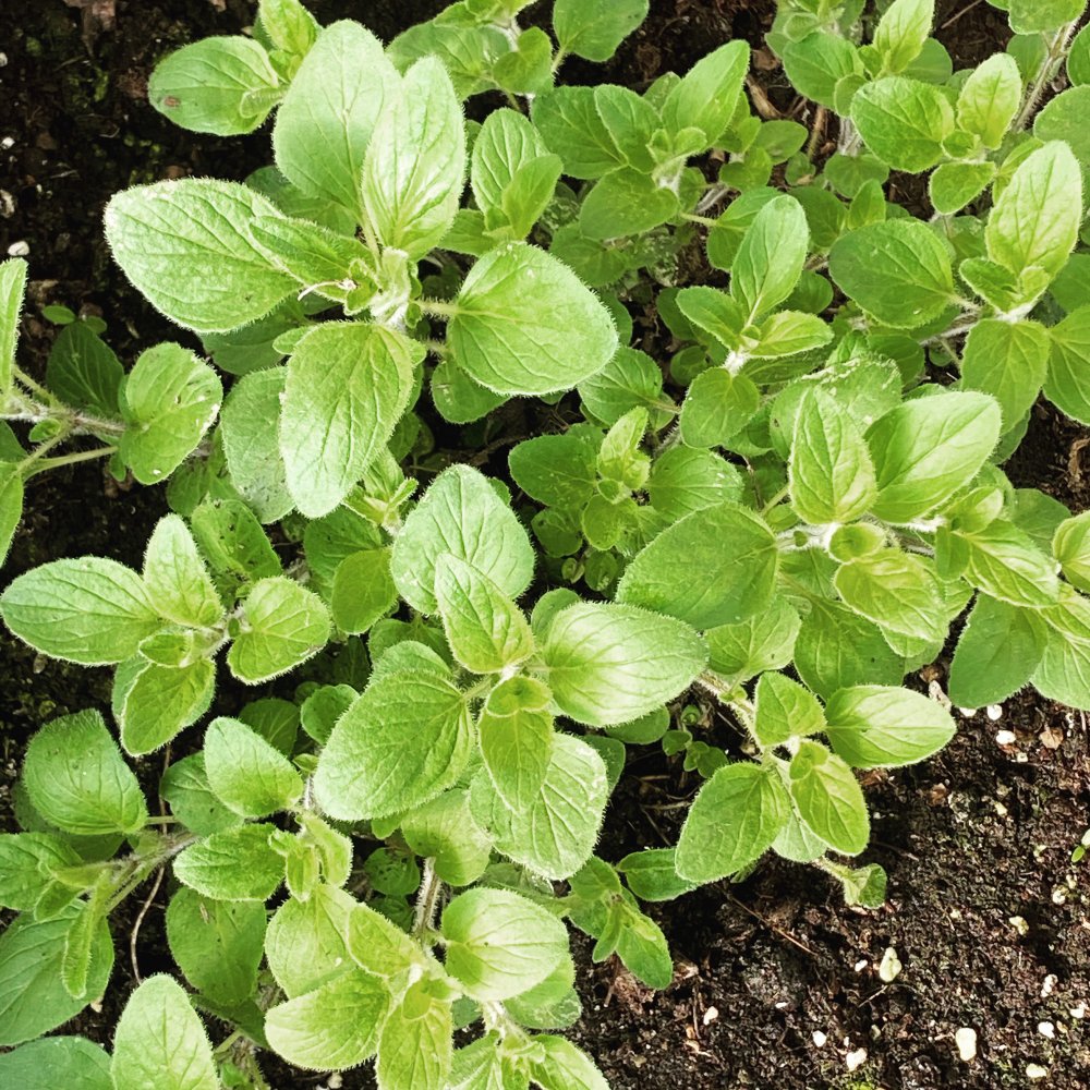 Oregano