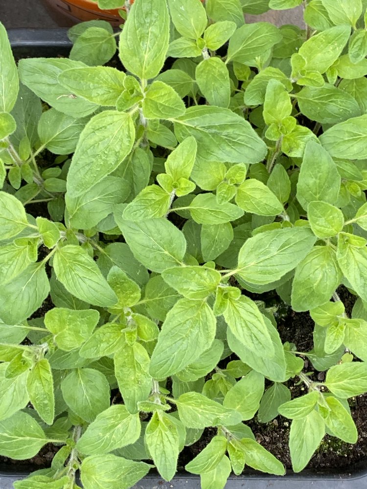 Oregano