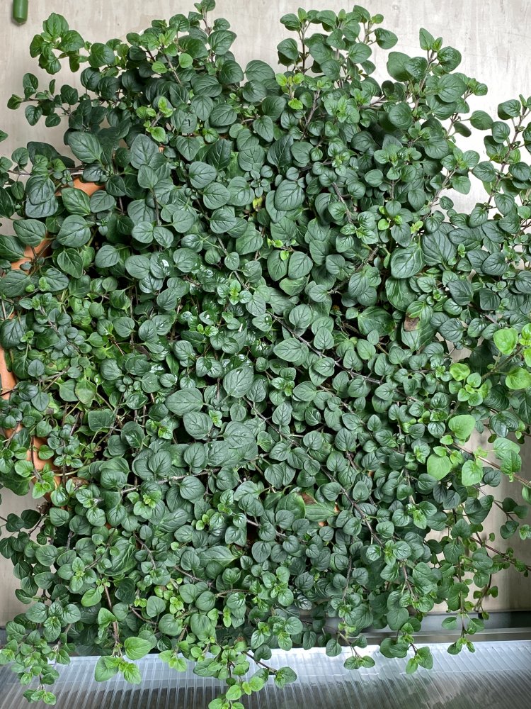 Oregano Chiliforum ChiliPepper.de