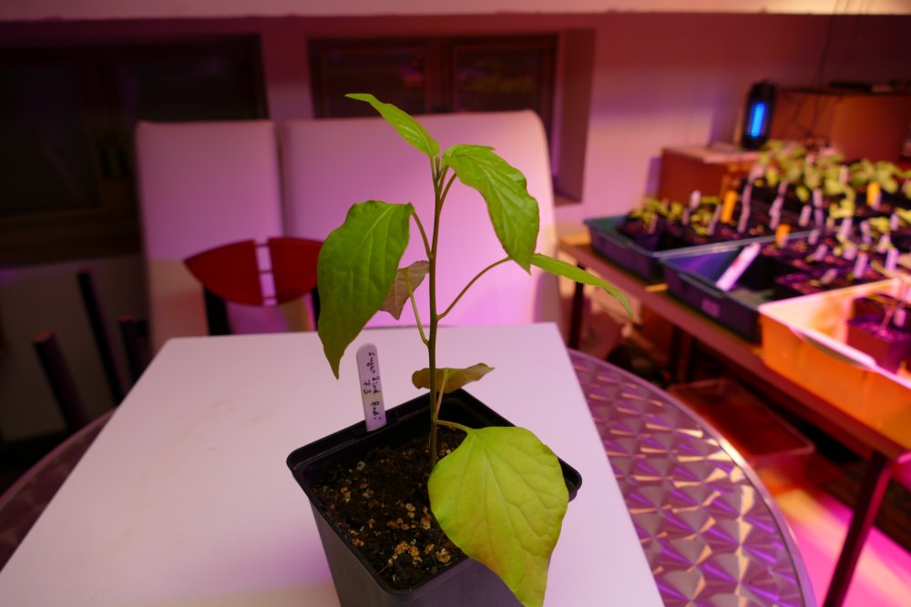 P1000146.JPG