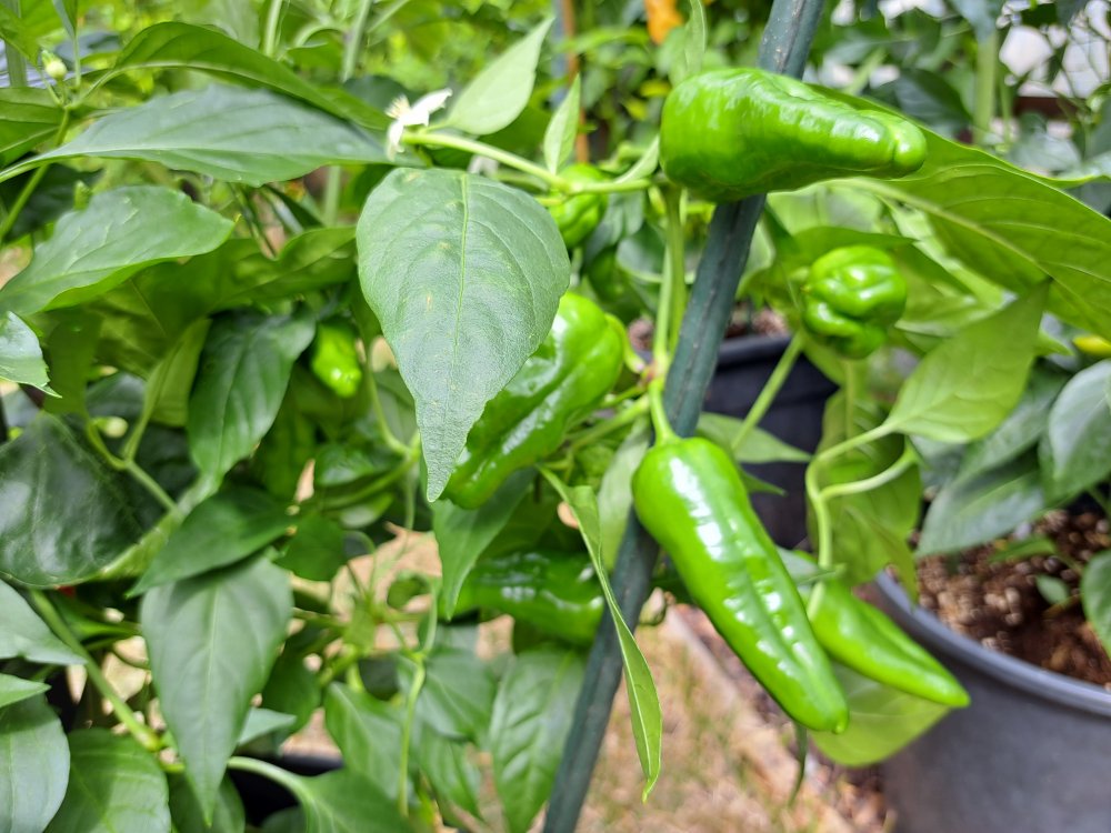 Padron 140723 02.jpg