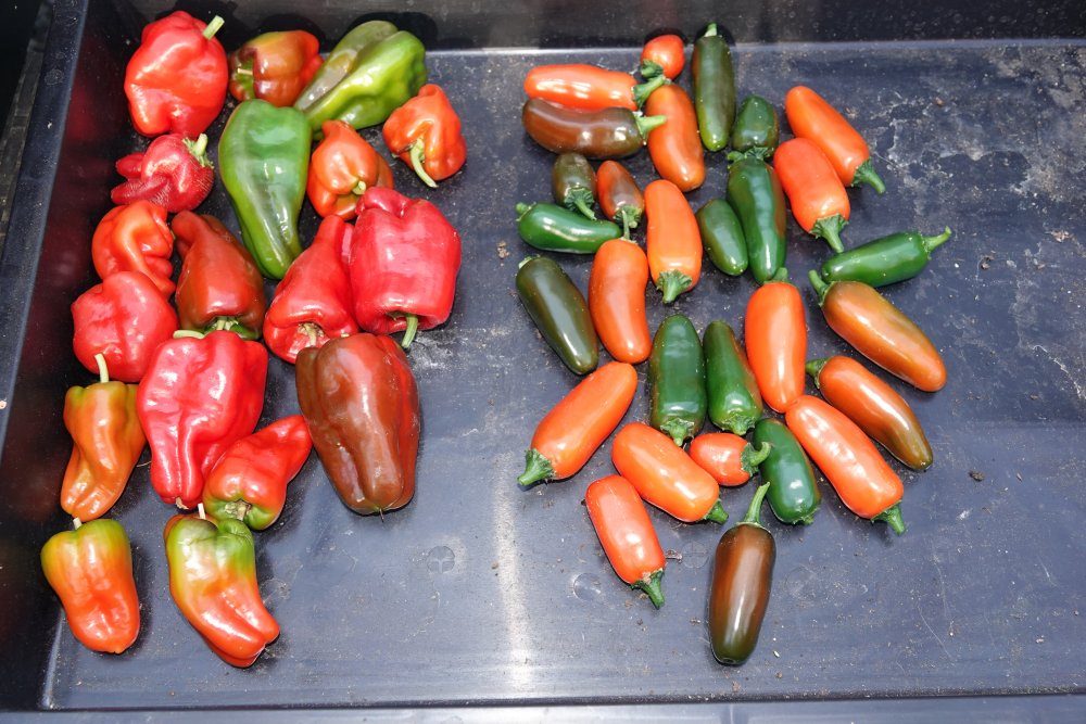 Padron-Jalapeno Orange Spice-16-10-21.JPG