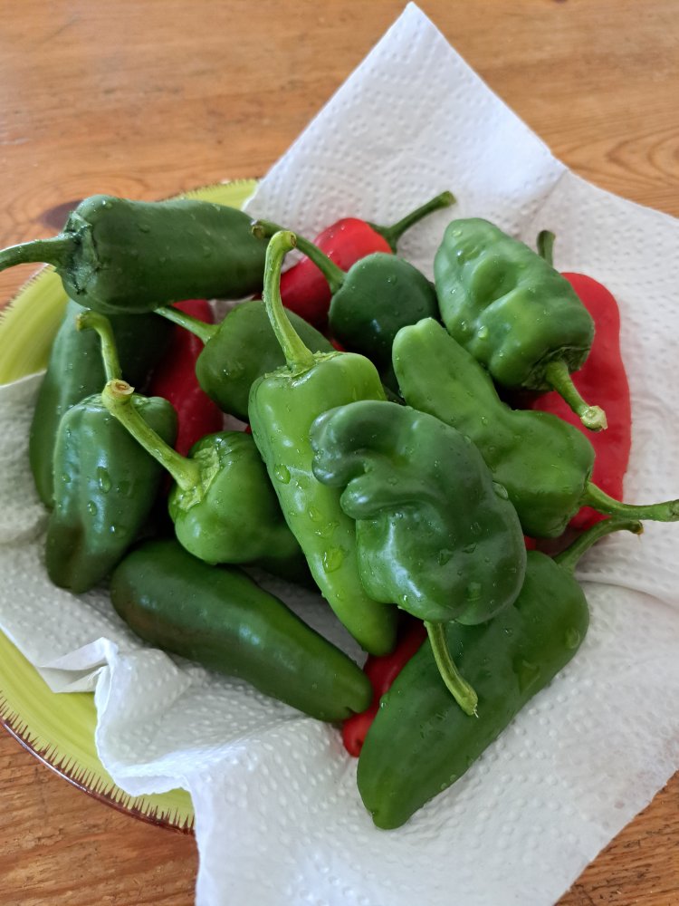 Padron.jpg