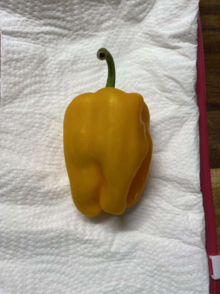 Paprika, 15 Tage im Gemüsefach Kühlschrank