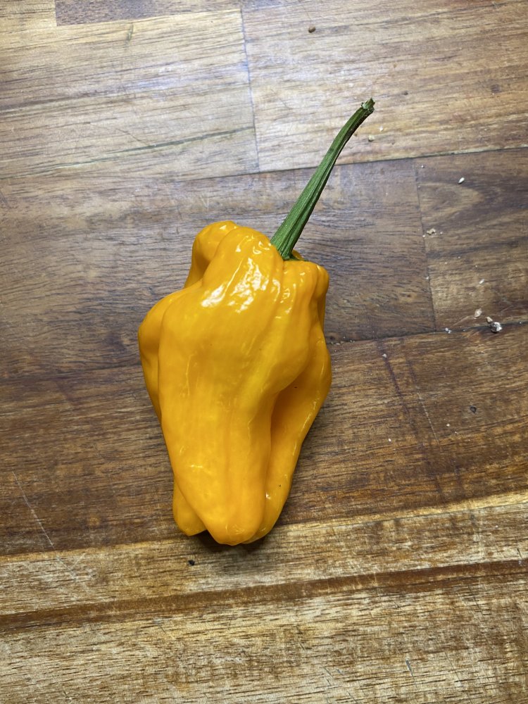 Paprika, 15 Tage im Vorratsschrank