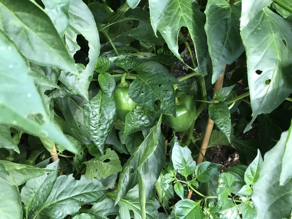 Paprika